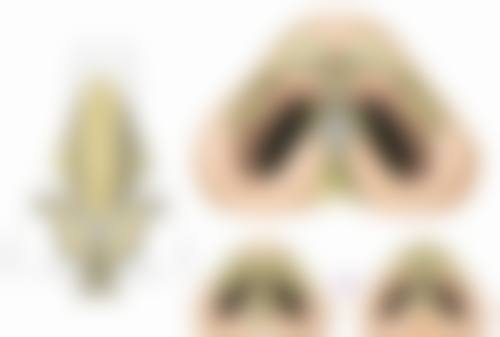 泰国PAI比差審美整形研究所怎么样简介概述